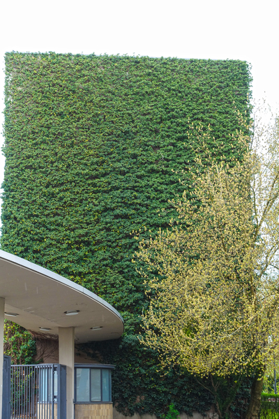 tall ivy facade