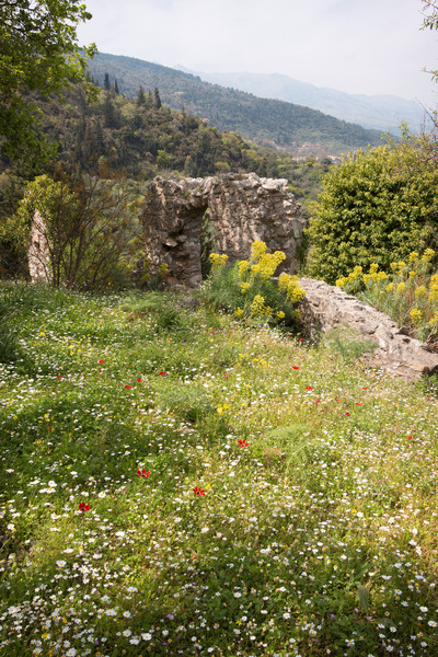 Ruins with wild flowers
