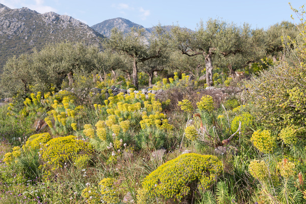Spurge and olive landscape