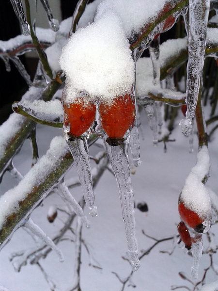 Rose hips in ice and snow