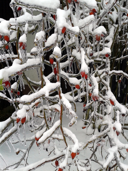 Rose hip bush in ice and snow