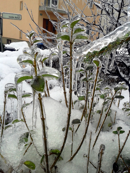 Plants in ice cage