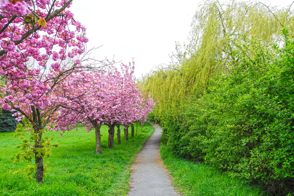 blossoming cherry trees 3