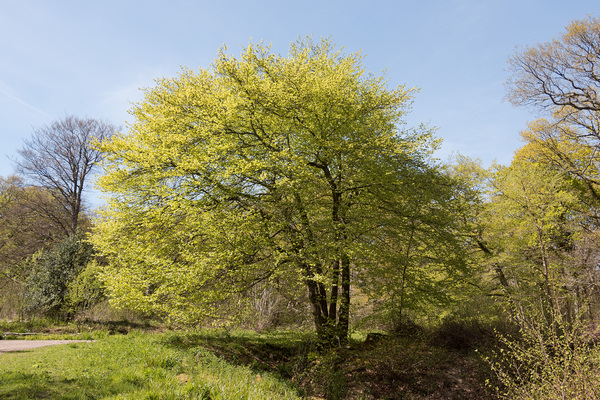 Trees in spring