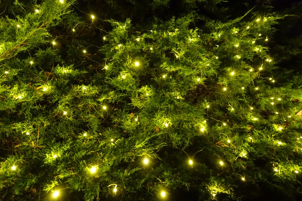 outdoor christmas lights