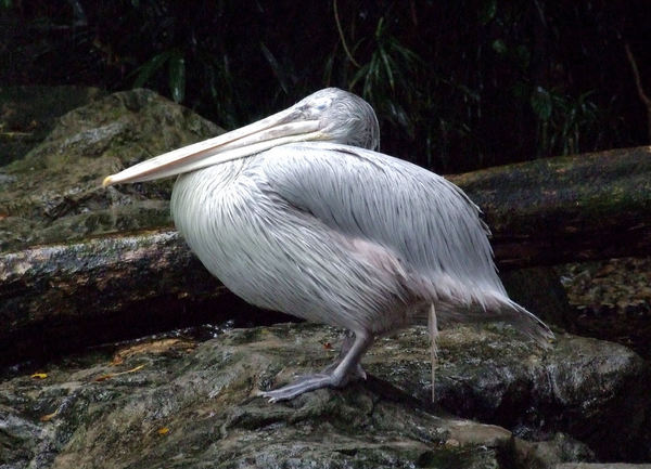 rain drenched pelican