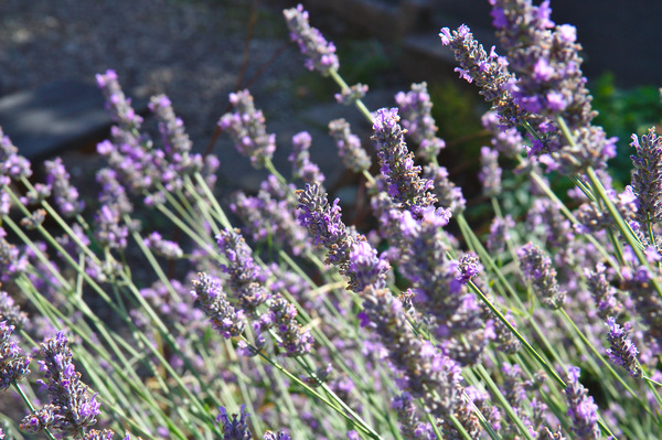 Lavender: Clump of lavender flowering in a garden