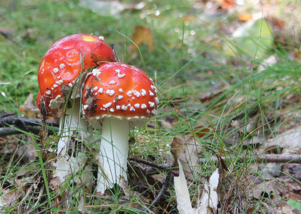 Mushroom Twins