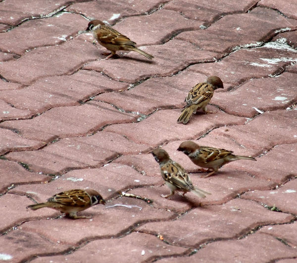 five sparrows1b4