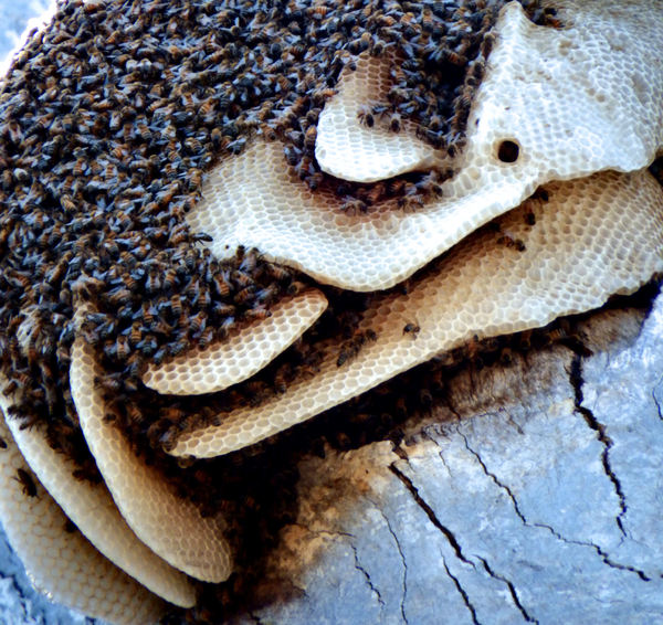 wild bees nest & honeycombs3A