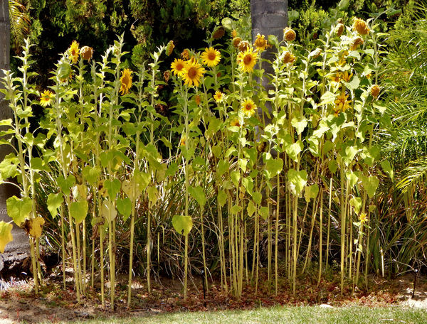 garden sunflower stand1