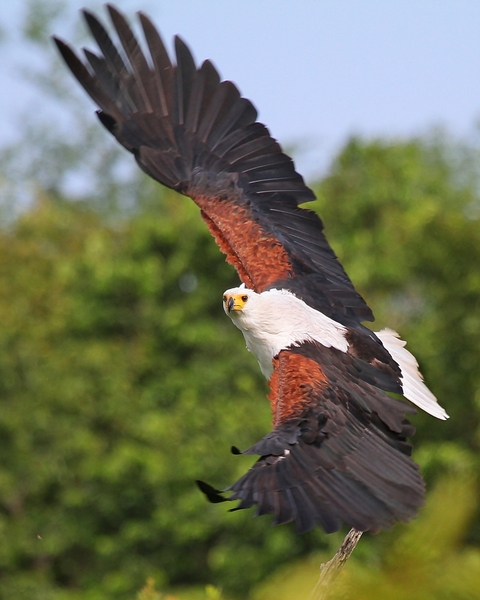 African Fish Eagle Wings