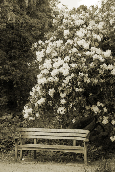 Garden bench (Sepia)