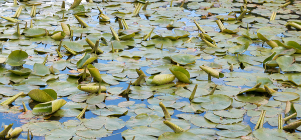 Water lily pads