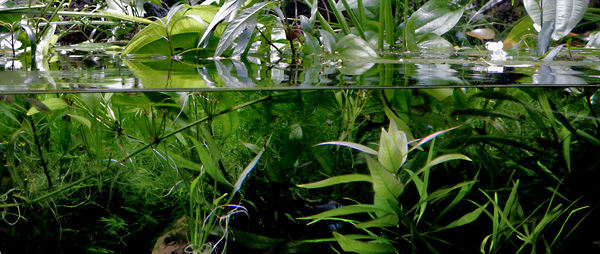 river plants display2