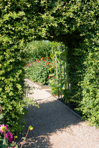 Hawthorn hedge arch