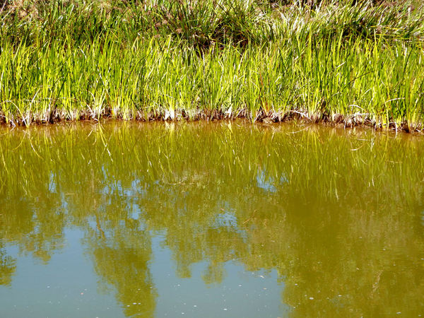 green pond reflections3