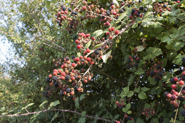 Wild autumn berries