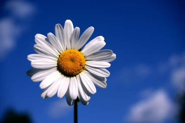 Weiße Blume vor blauem Himmel