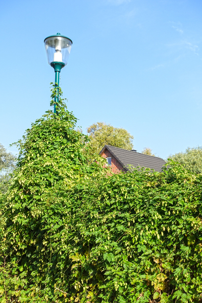lantern overgrown with hops