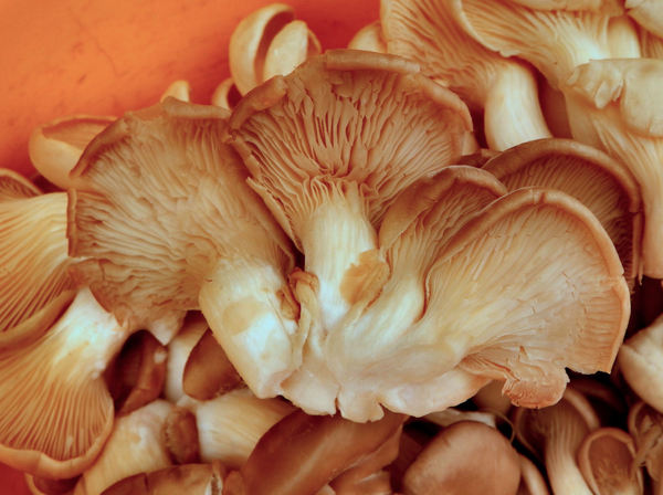 oyster mushrooms7