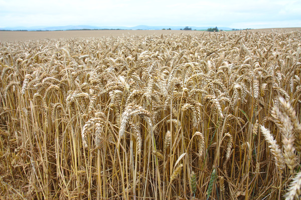 Wheat ready for harvest