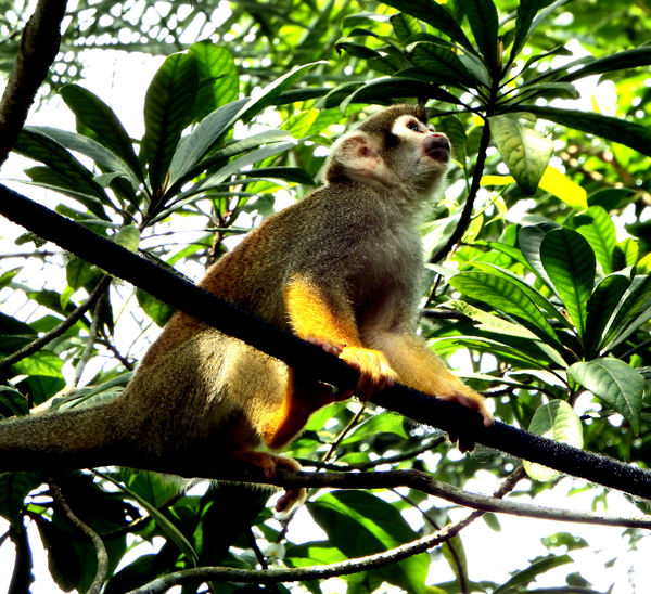 squirrel monkey2
