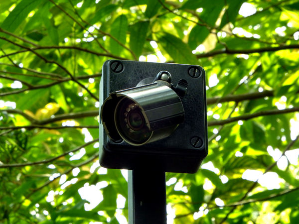tree-high camera surveilance1
