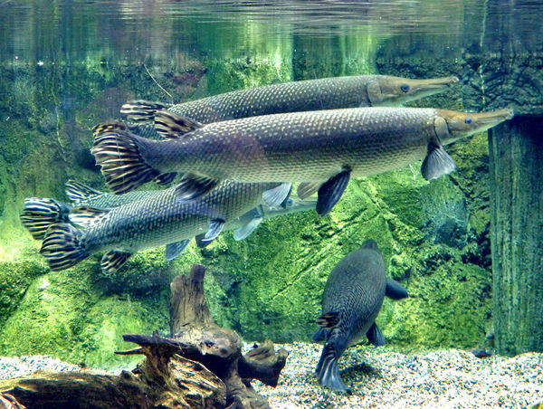 unusual river fish3