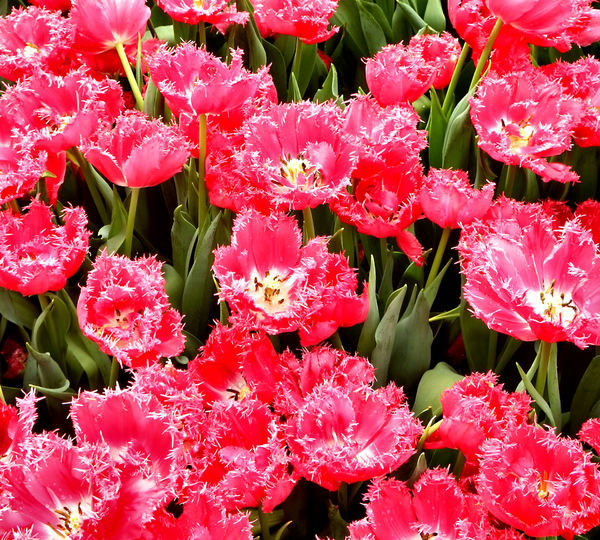 flower dome tulip display2