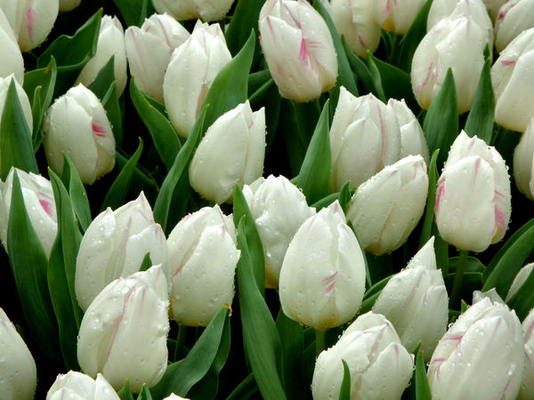 flower dome tulip display7