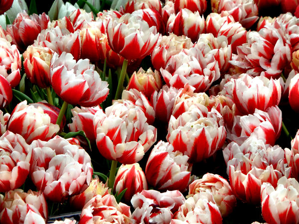 flower dome tulip display16