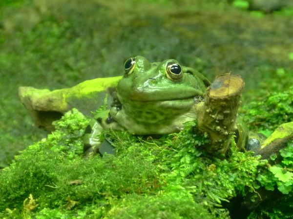 Green Frog (rana esculenta)