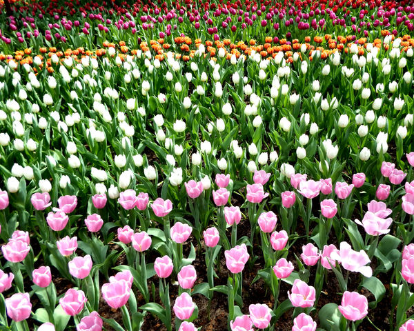 flower dome tulip display25