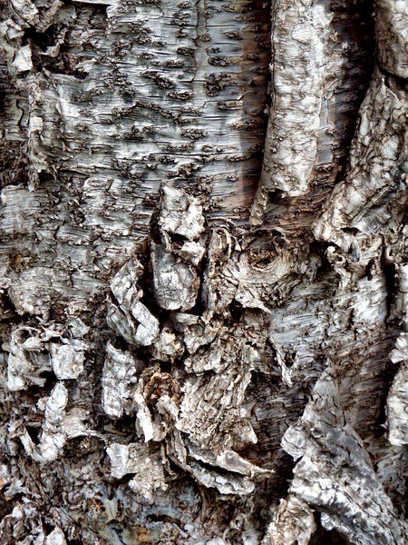 gnarled & peeling tree bark2