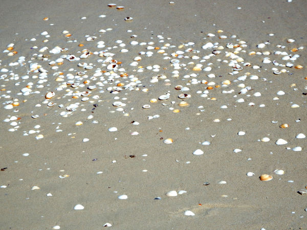 seashells on the seashore1