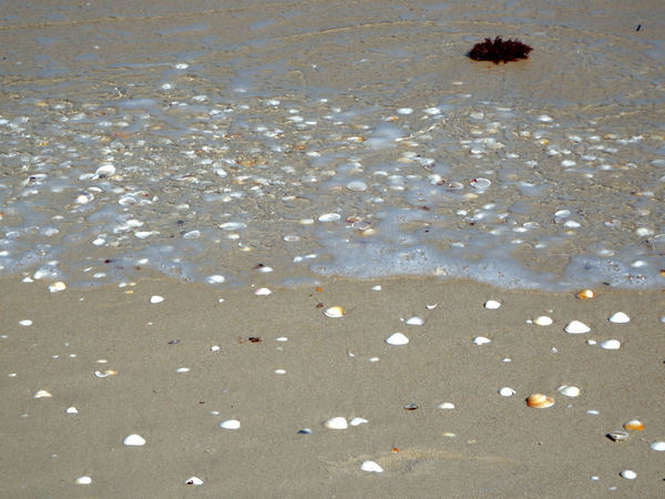 seashells on the seashore2