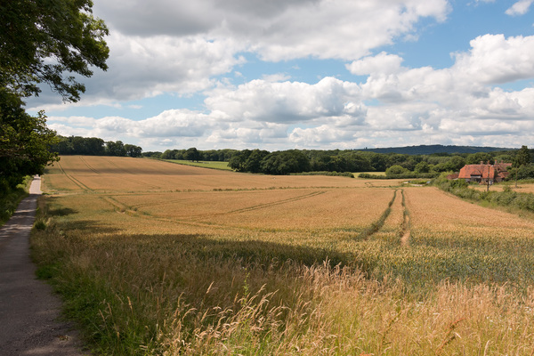 Wheat field landscape