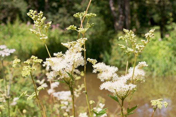 Meadowsweet flowers
