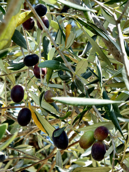olives color & foliage1