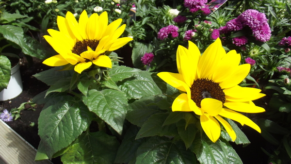 Helianthus 'Sun Sensation'