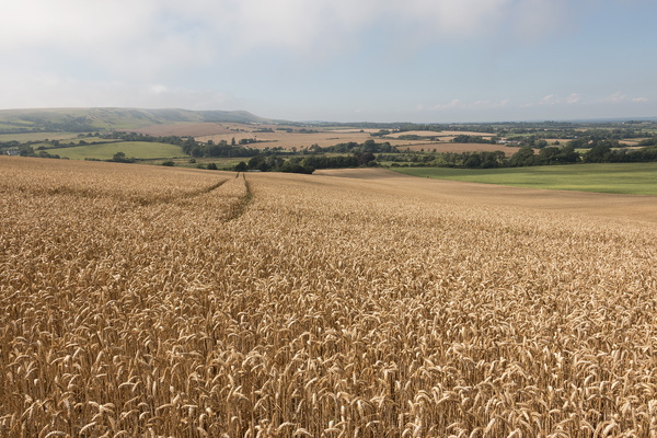 Wheat landscape