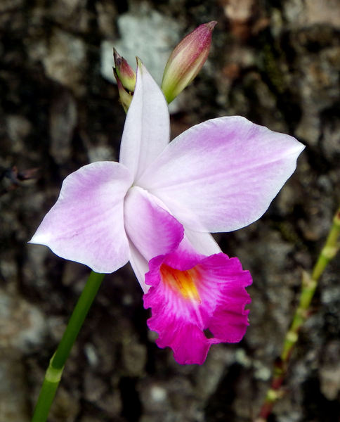 orchid shapes & colors9