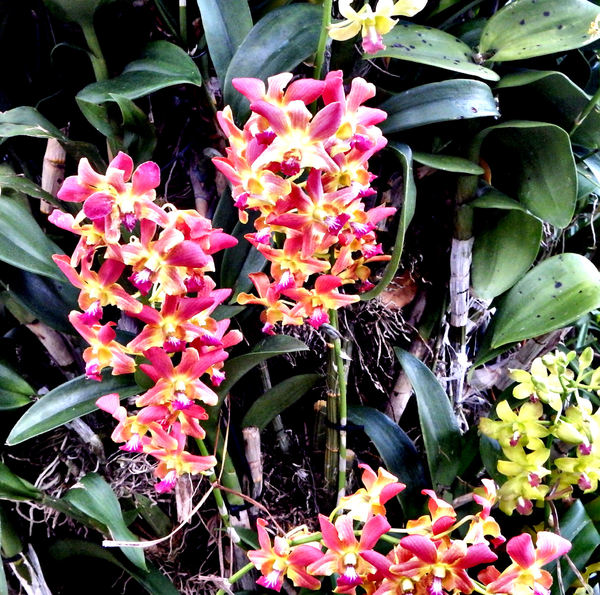 orchid shapes & colors3
