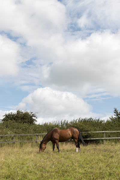Horse with clouds