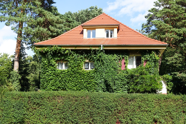 ivy facade greening