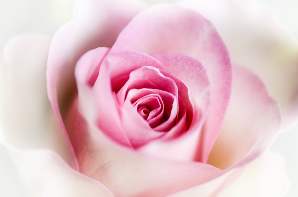 mooie roze roos: 