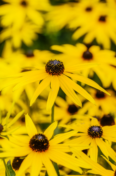 Flores amarillas: 