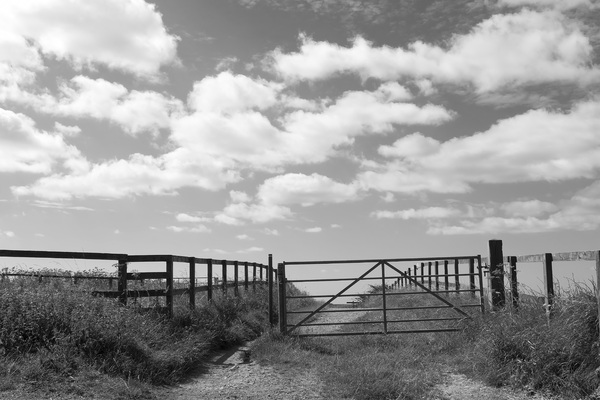 Farm gate and fence B/W