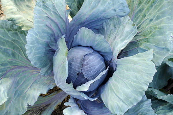 red cabbage on a field